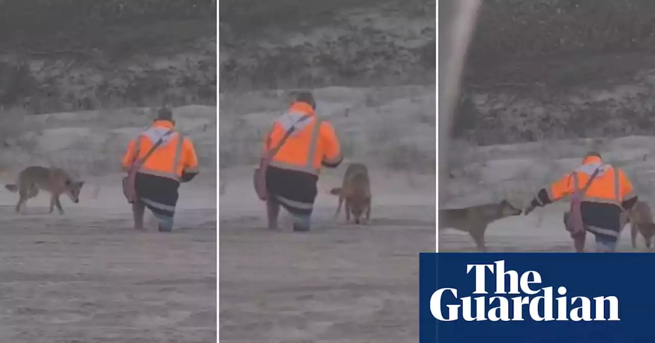 Man fined for ‘dangerous decision’ to feed K’gari’s dingoes