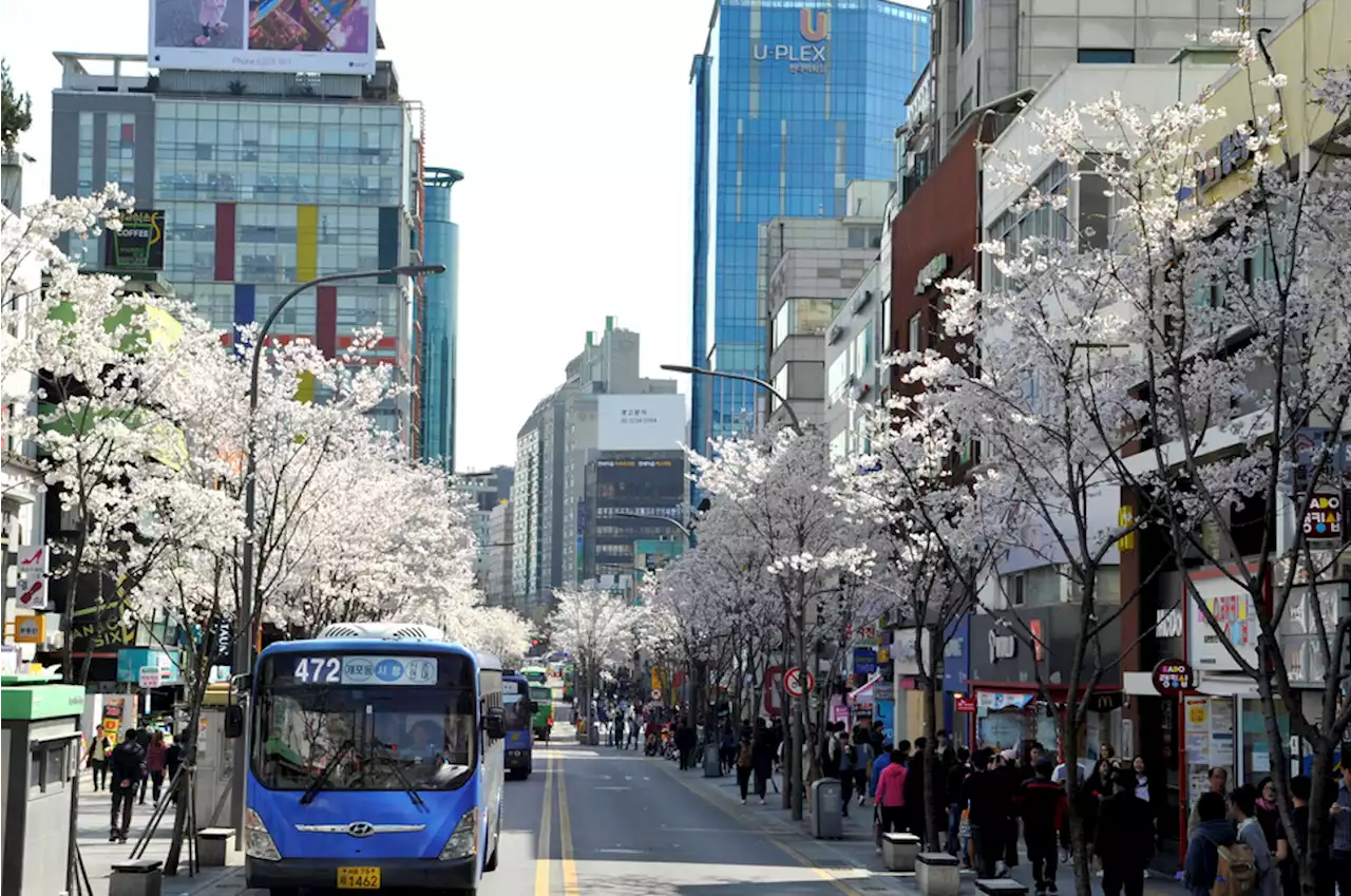 서대문구 “상권 활성화되고 있는 연세로, 차량 통행 막지 말라”