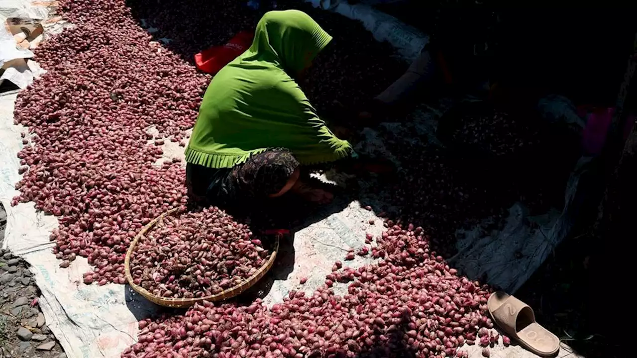 Brebes Shallot Export Opportunities Need Support