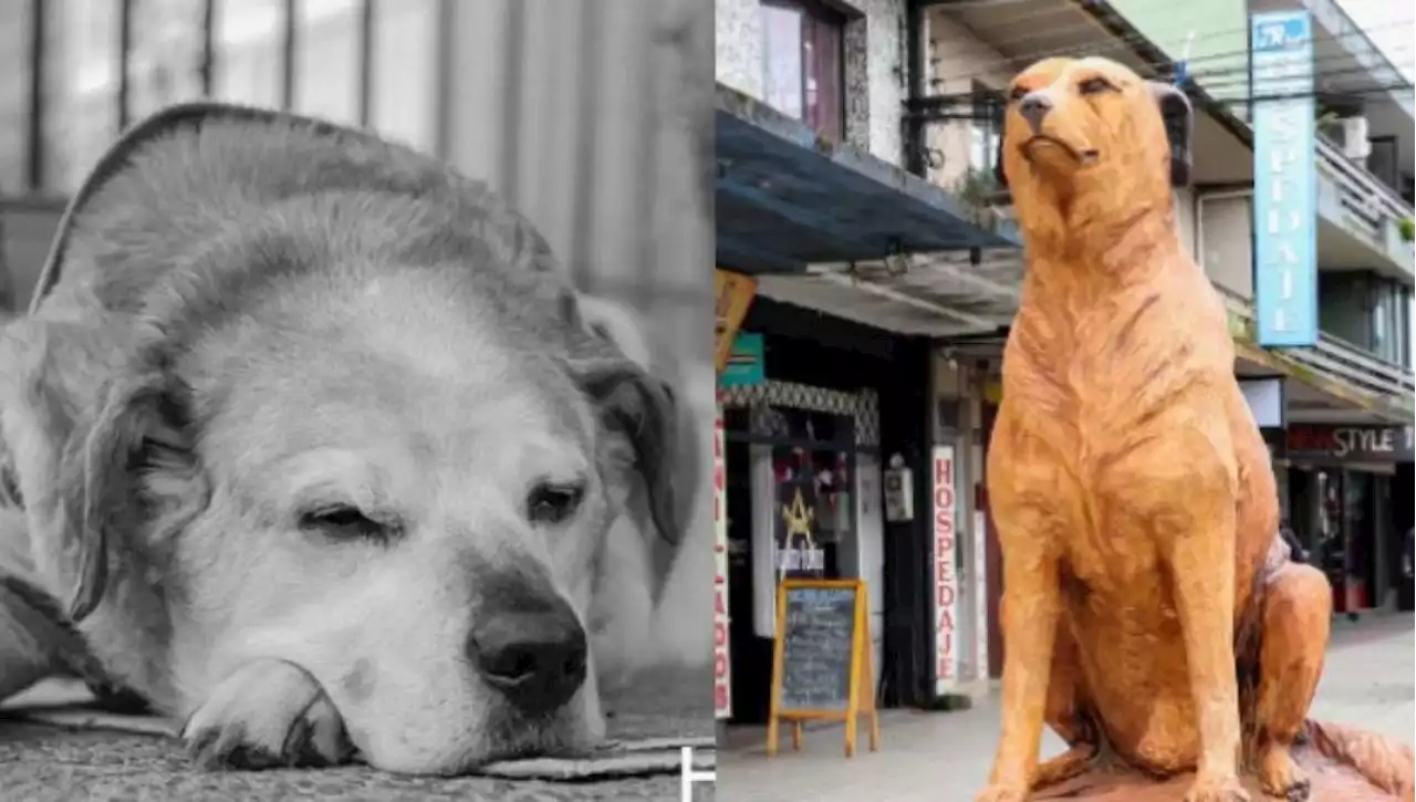 Addio a Don Luis Apolo, il simbolo dei cani di strada cileni aveva 22 anni