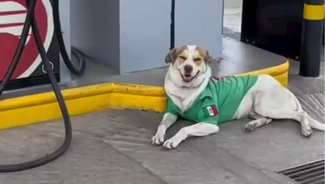 Ecco Mailo, il cane adottato dai dipendenti di una stazione di servizio che accoglie i clienti scodinzolando