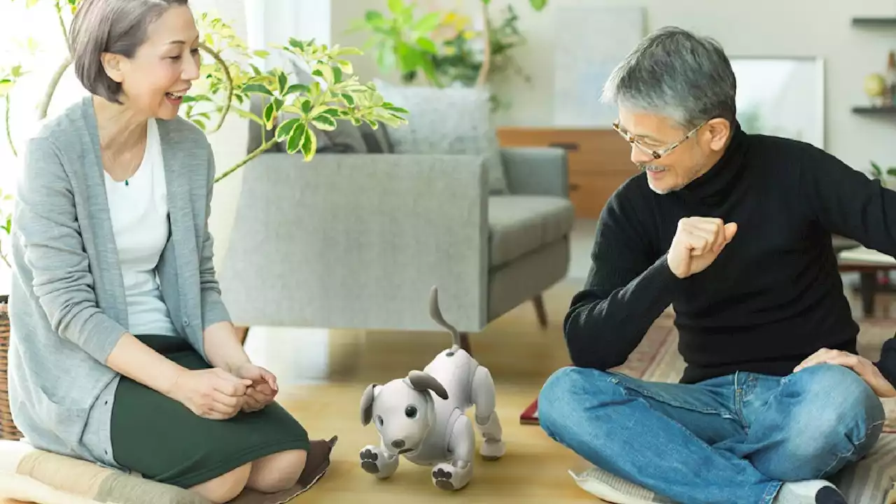 Adorable aging Aibo robot dogs will now get a new life