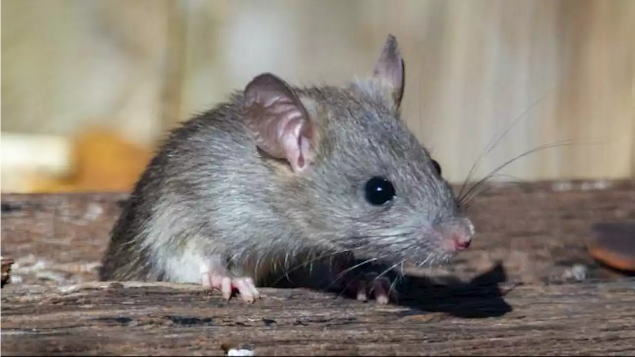 Dijamin Ampuh, Berikut Cara Usir Tikus Menggunakan Bawang dan Kayu Manis