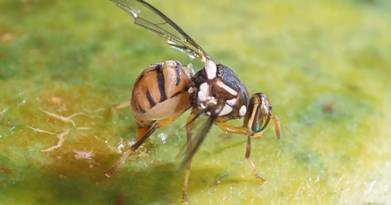 Oriental fruit fly quarantine reaches Contra Costa County after Santa Clara County discovery