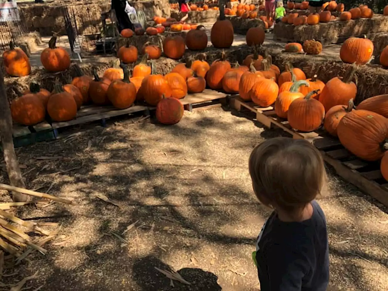 See locations for pumpkin patches in San Antonio, surrounding areas 🎃