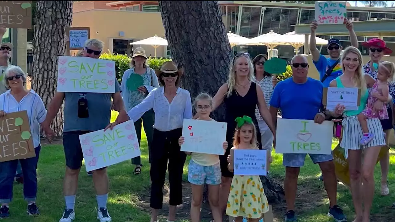 Tree lovers fight back against Coronado's plan to remove Canary Island Pine Trees -