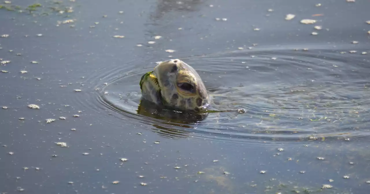 At Last, Some Good Wildlife News: Green Sea Turtles Are Thriving In The San Gabriel River