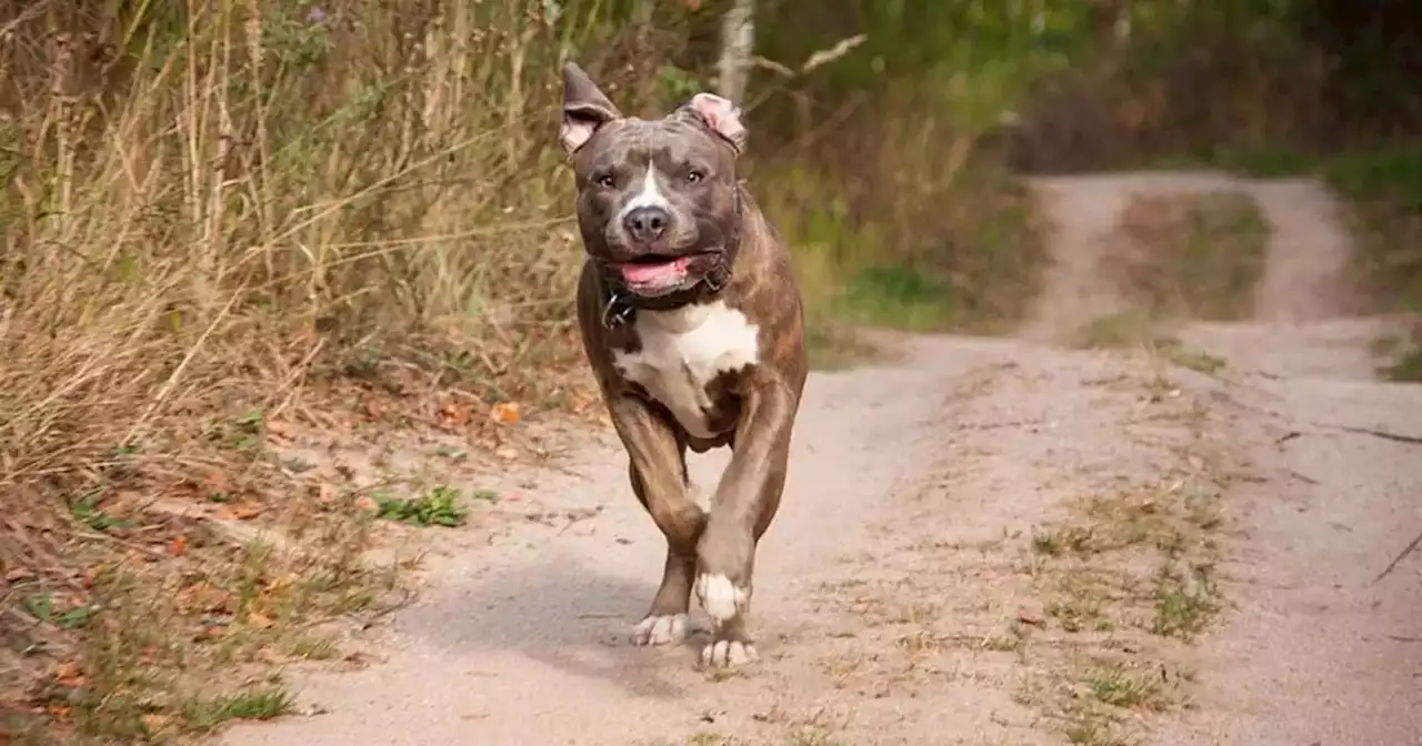 Córdoba: quiso defender a su perro y la terminó atacando un pitbull | Sucesos