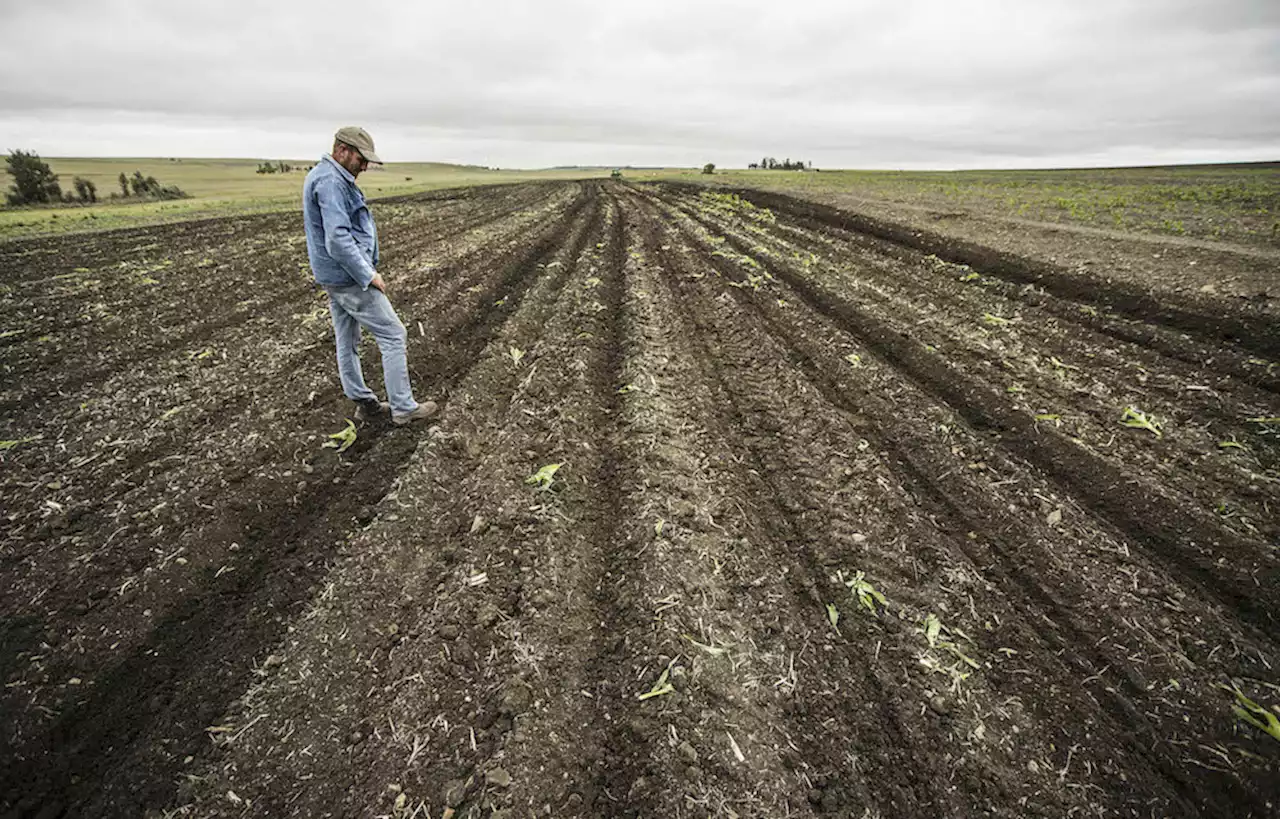 Report decries low convictions for farm murders and attacks