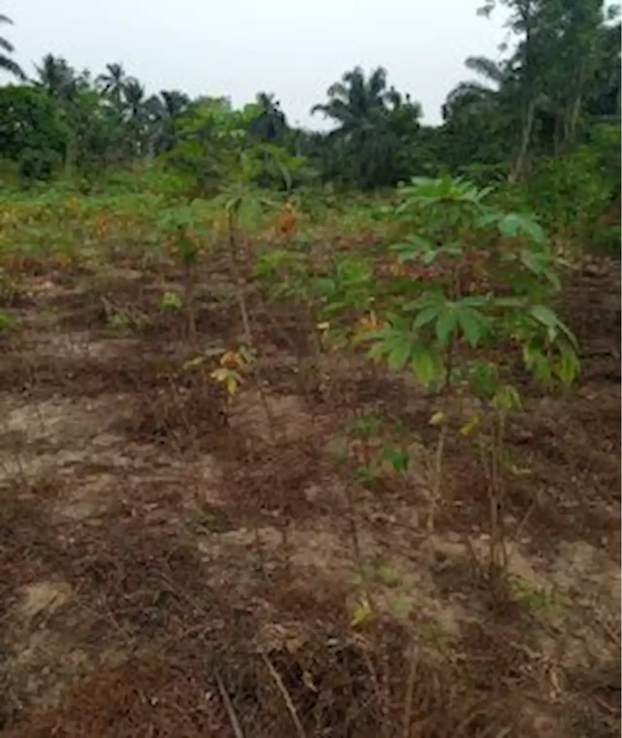Akwa Ibom farmers lament impact of oil spills on crop yield
