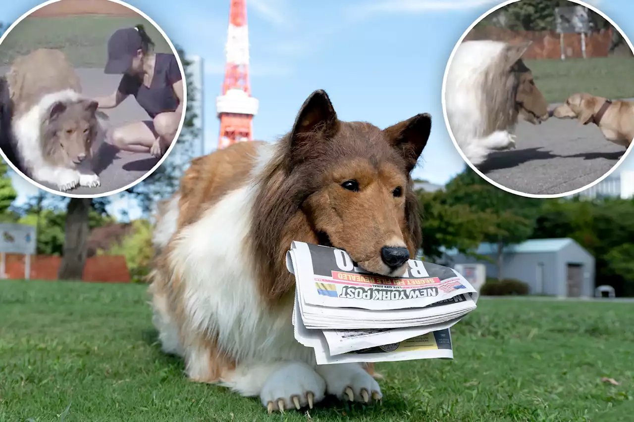 ‘Human collie’ speaks: I want to meet other ‘dogs’ — and be in movies