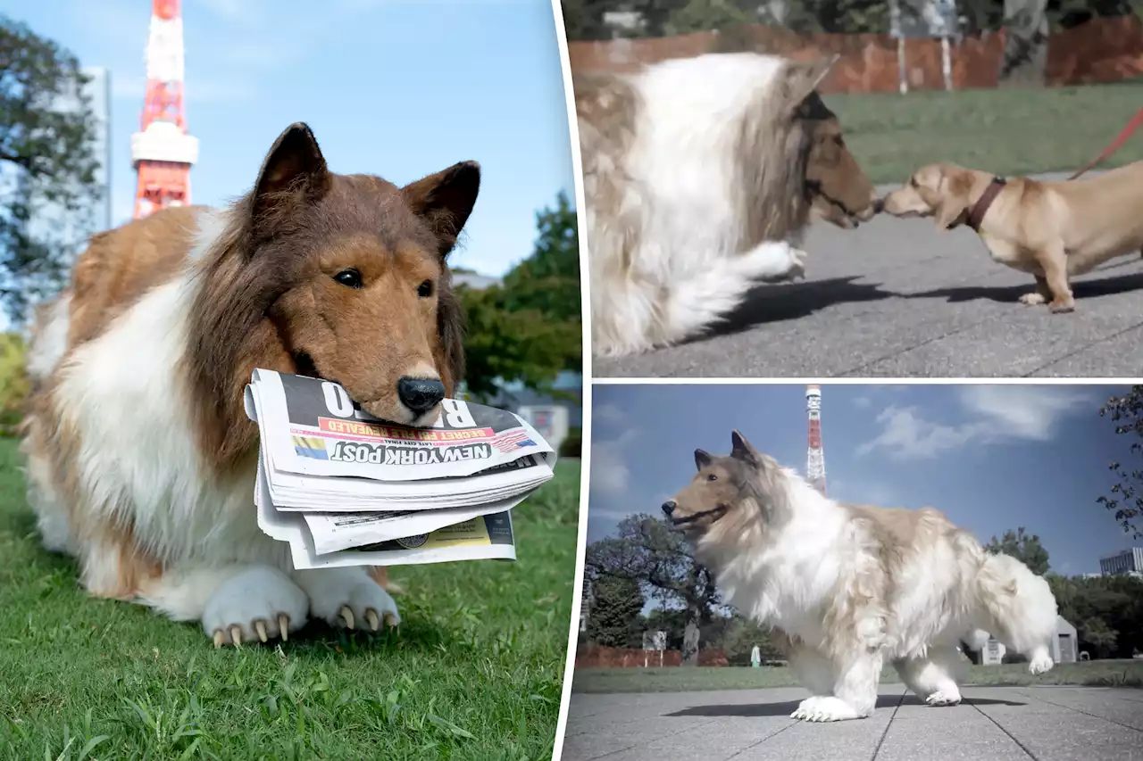 Toco the ‘human collie’ talks: I want to meet a girl dog — and be in movies