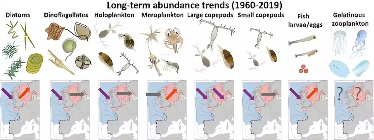 Six decades of plankton decline sparks call to protect the foundation of the marine food web