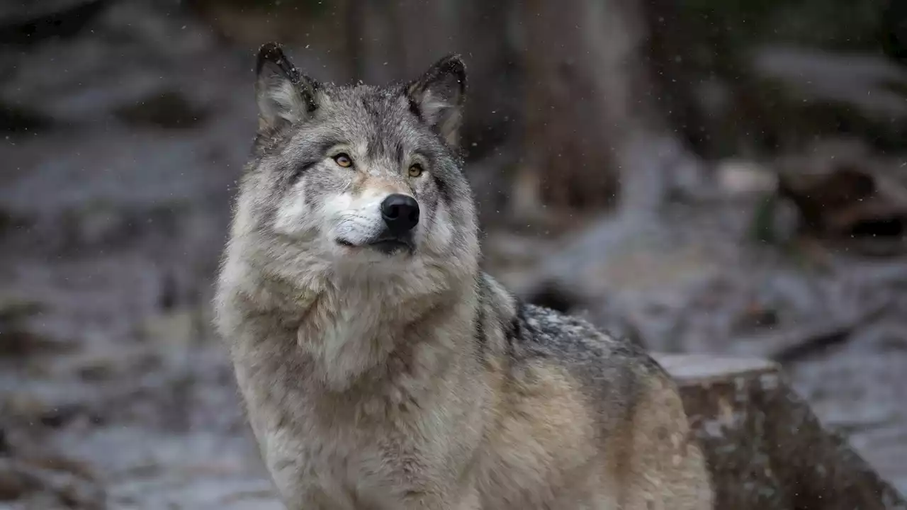 Dogs and wolves remember where you hide their food