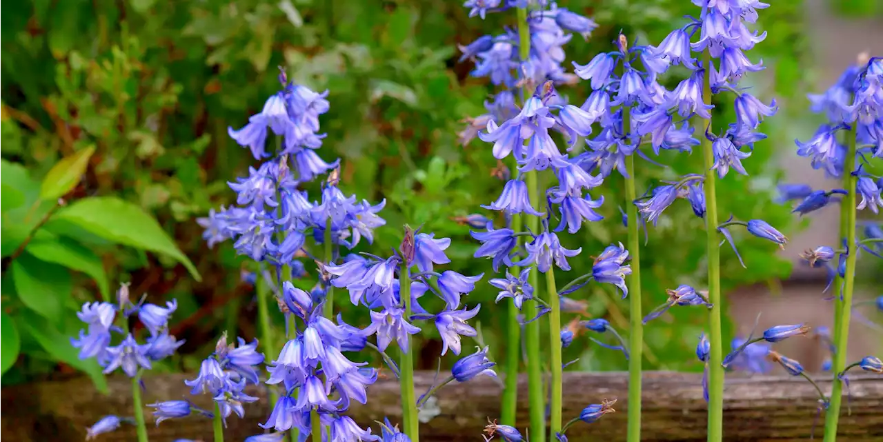 Looking to Add Pops of Color to Your Shade Garden? Try These Perennials