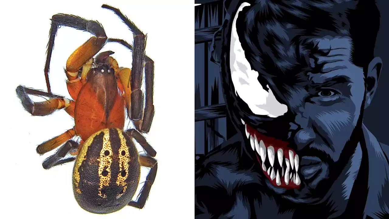 The “Venom” Spider: New Genus Named After Popular Marvel Character