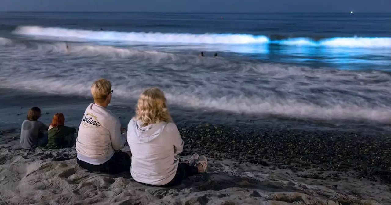 ¿Dónde ver la bioluminiscencia en las playas de San Diego?