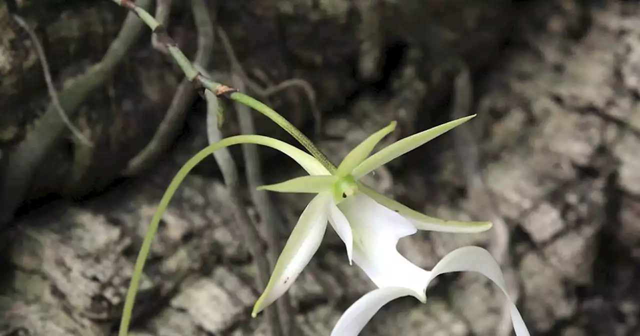 Environmental groups sue US over sluggish pace in listing the rare ghost orchid as endangered