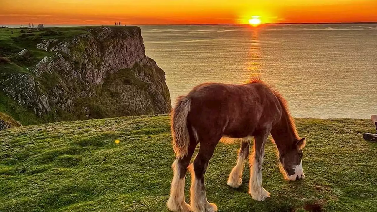 Newborn foal 'forced off a cliff' after people tried to take photographs, farmer claims