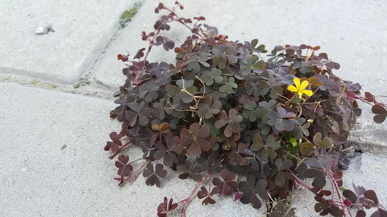 Zwischen Pflastersteinen, im Blumenkübel oder auf dem Rasen: Was hilft gegen Sauerklee?