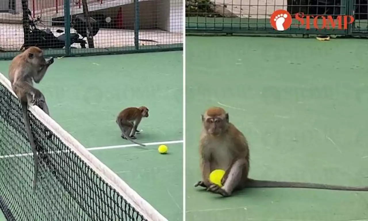 Monkeys 'invade' tennis court in middle of game at Bukit Timah country club: 'Bit of a distraction'