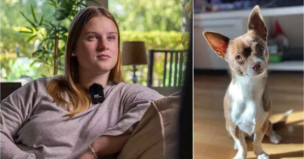 Sagas chihuahua Frankie blev ihjälbiten av annan hund på bussen: ”Total panik”