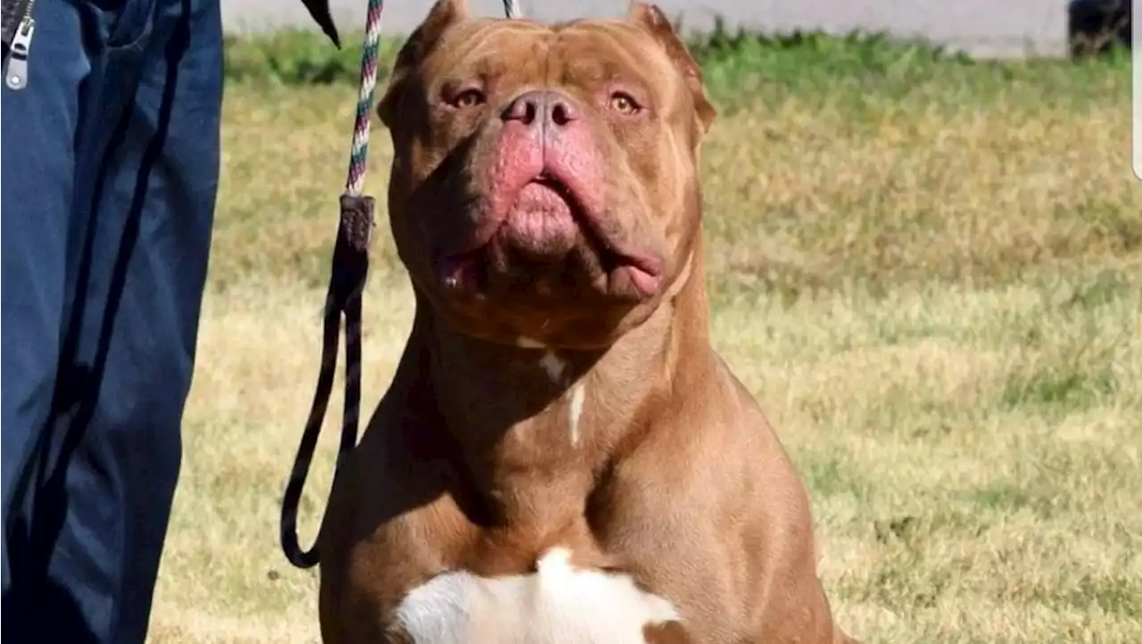 Why American Bully XL dogs have exploded in popularity