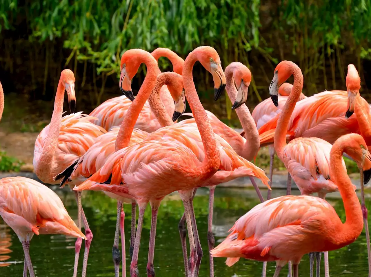 Flamingos have been spotted across the U.S. Hurricane Idalia may be why