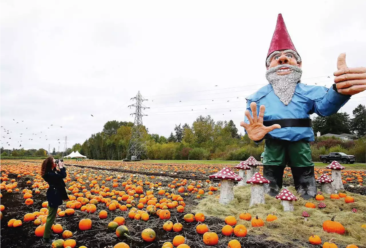 Giant gnome unscathed after downed power line sparks fires on Saanich farm