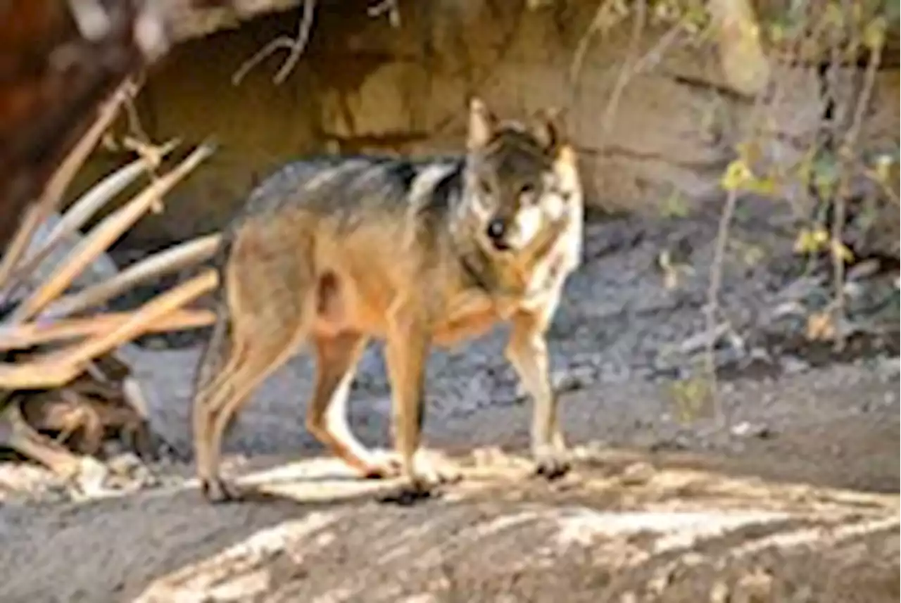 Snout vs. memory: Hungry dogs, wolves remember where you hid their food