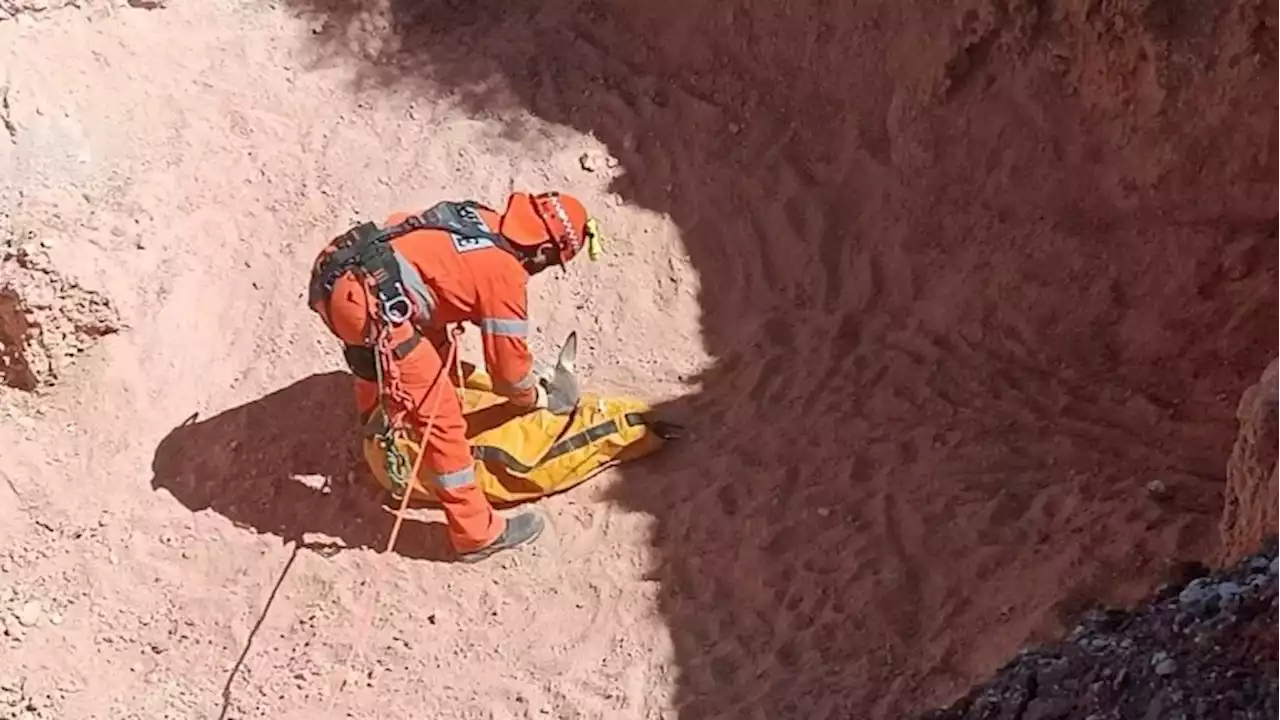 Emergency crews rescue kangaroo stranded in opal mine shaft in SA's outback