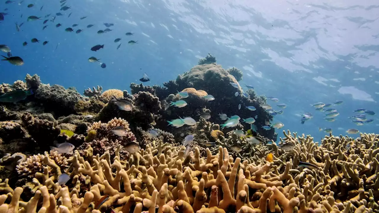 Great Barrier Reef avoids UNESCO 'in danger' listing, but Australia now has homework