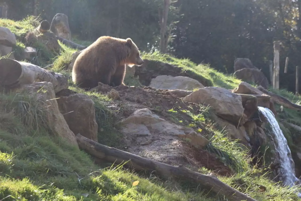 De nouveaux ours sont nés dans les Pyrénées : combien sont-ils aujourd'hui ?