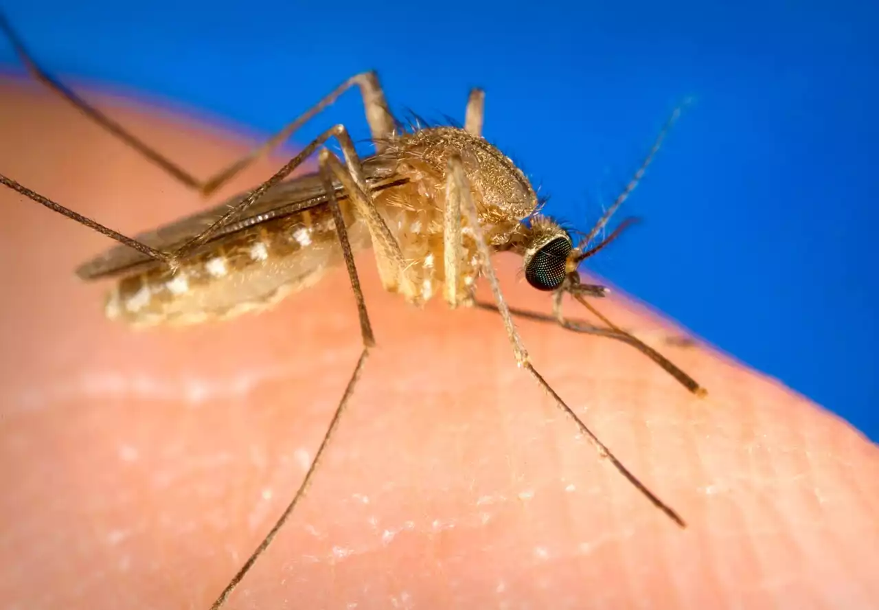 Le virus du Nil occidental circule activement à Bordeaux, plusieurs cas recensés