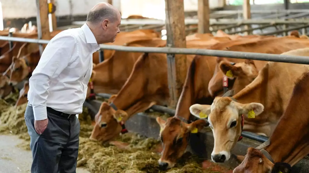 Scholz im Stall in Bremen: Hallo Kuh, ich bin der Kanzler