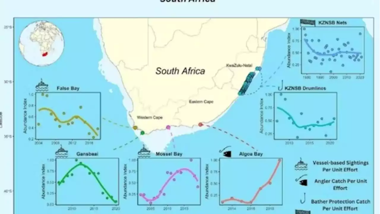 South Africa Told to Boost Beach Safety As Great White Sharks Move East