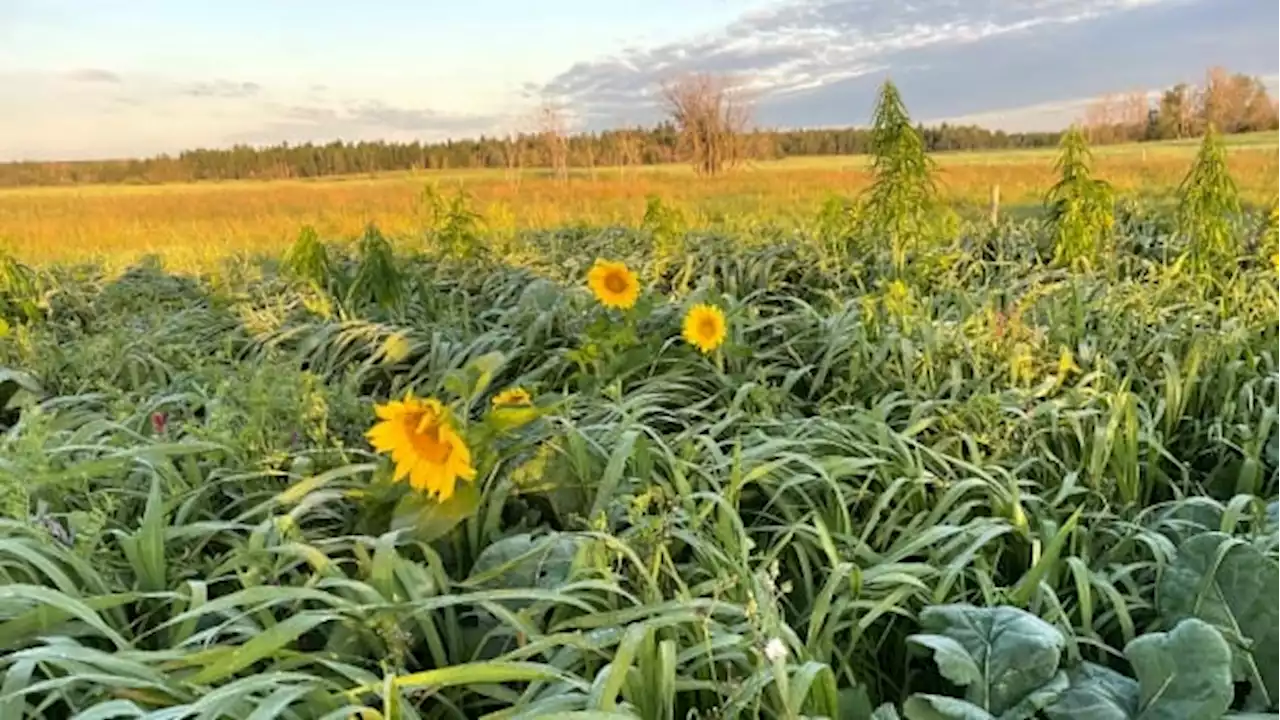 How a traditional farming practice is cropping up across Alberta