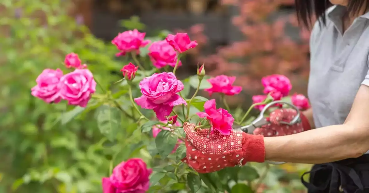 Rose bushes 'thrive' from common kitchen scrap that experts say 'repels' pests