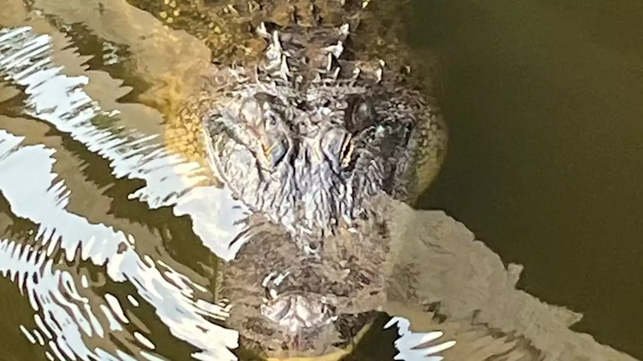 Large alligator charges toward children swimming in lake at Huntsville State Park