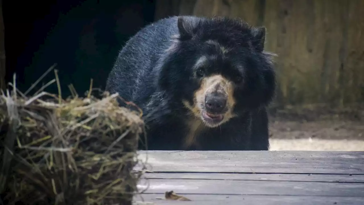 “Es un golpe durísimo”: directora del Zoológico por muerte del oso Chucho