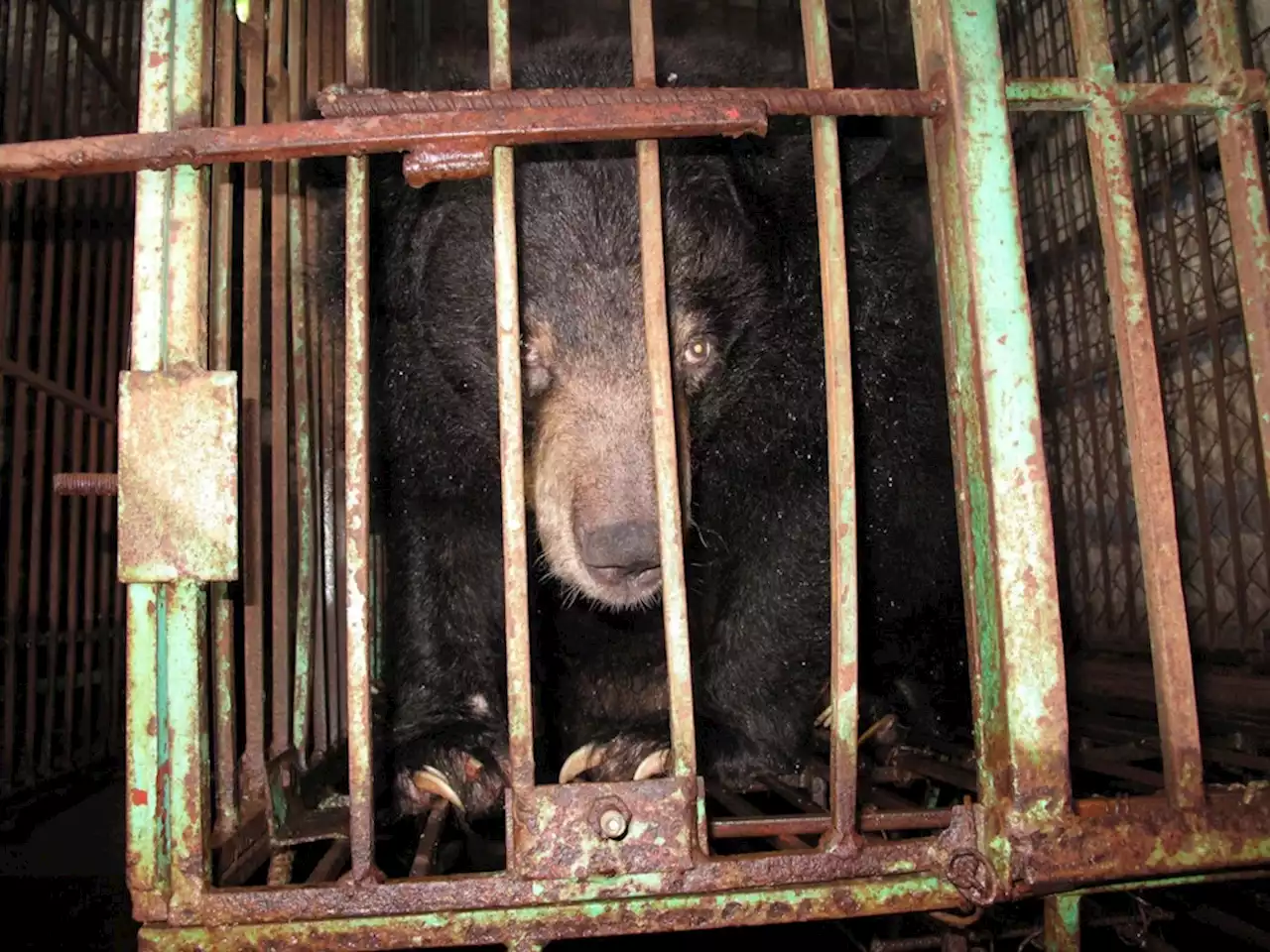 Tiere: Vietnam: Hoffnung auf Ende der Qualen für Gallebären