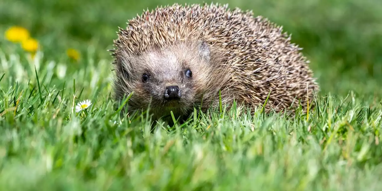 Tiere: Wo sind Igel und Maulwürfe? Bürger sollen Forschern helfen