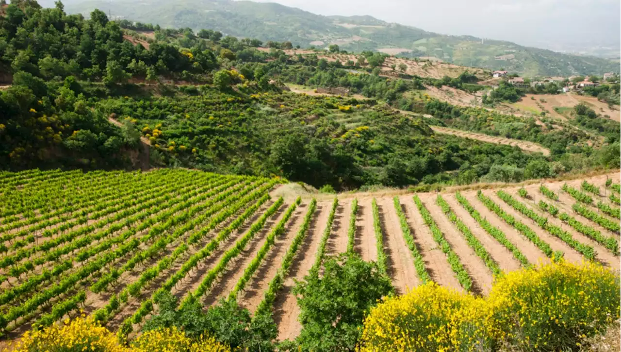 Demetrio Stancati e quei segreti 'rubati' ai piemontesi per fare grande il vino calabrese