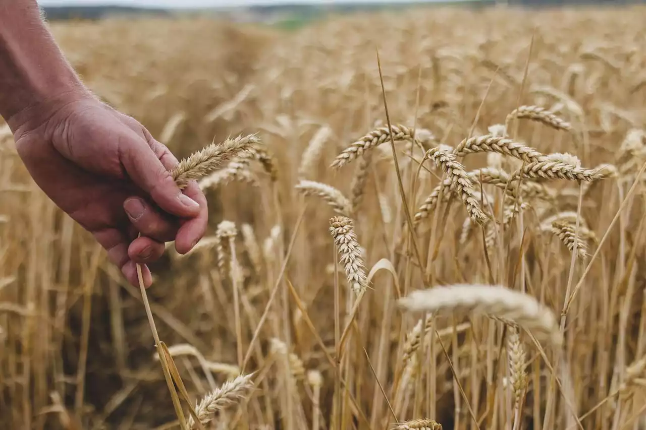 Blé et maïs : une belle moisson française pour 2023