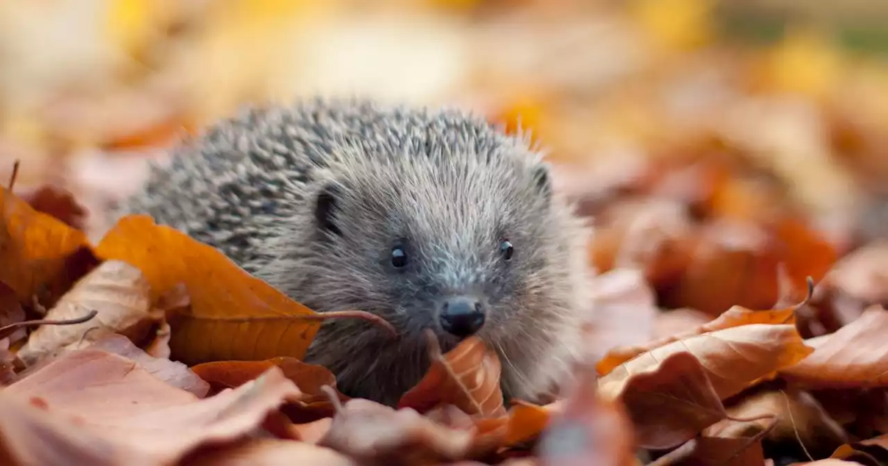 Calls for 'hedgehog highways' to be built on all new housing estates