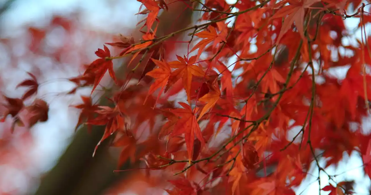 Érable du Japon : plantation, culture, entretien