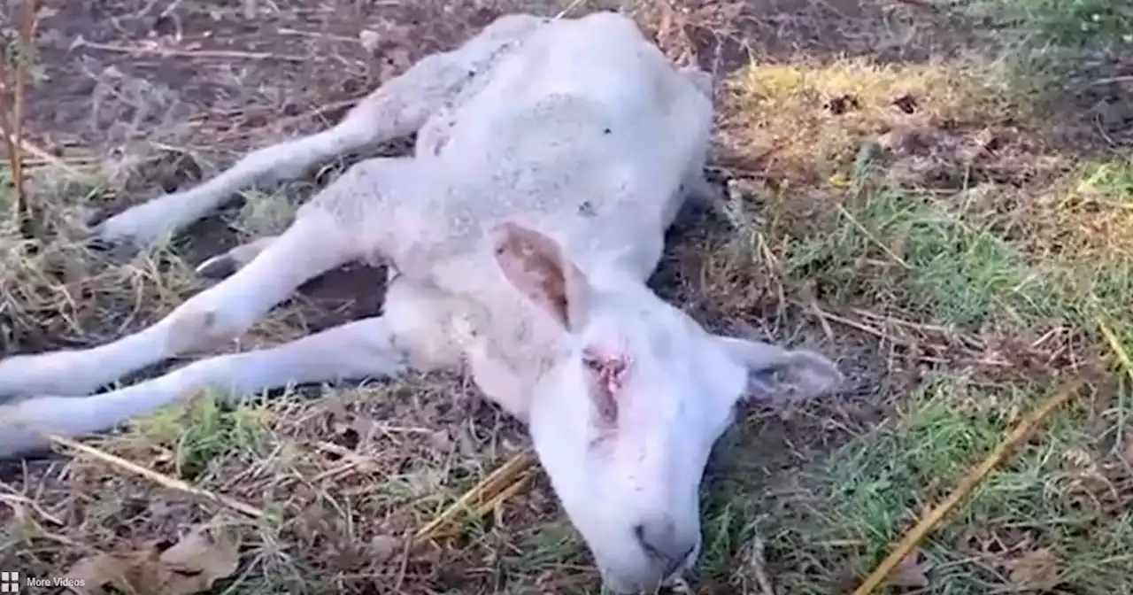 Sheep found 'ripped to shreds' and 'clinging onto life' in suspected dog attack