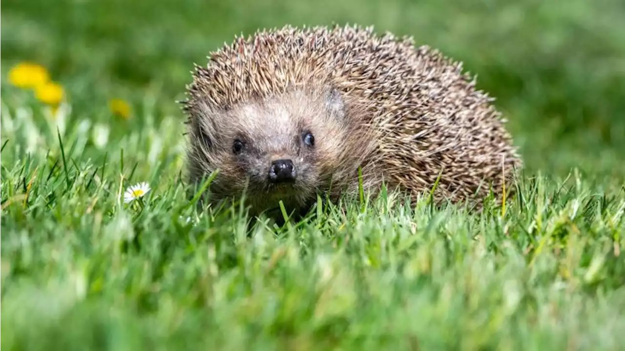 Wo sind Igel und Maulwürfe? Bürger sollen Forschern helfen