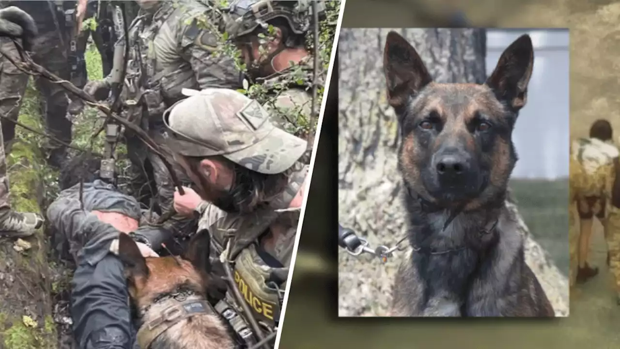 Here’s how a police dog and border patrol captured an escaped convicted killer in Pennsylvania