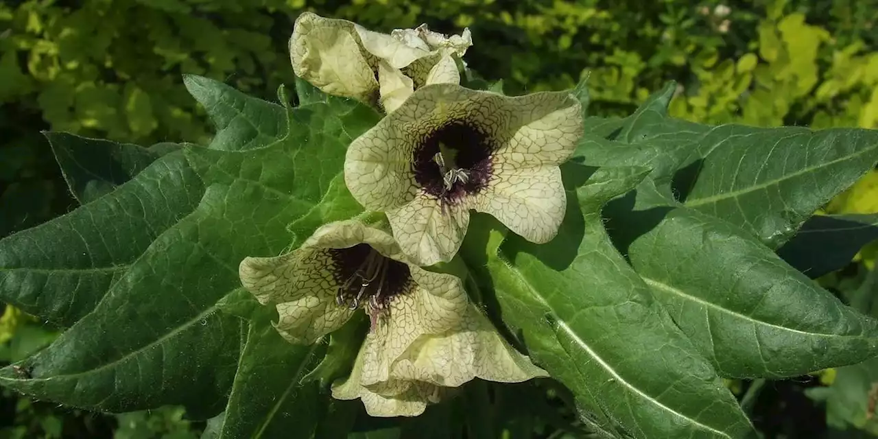 Potentiell tödliche Wirkung: Diese giftige Pflanze sollten Sie nicht im Garten haben